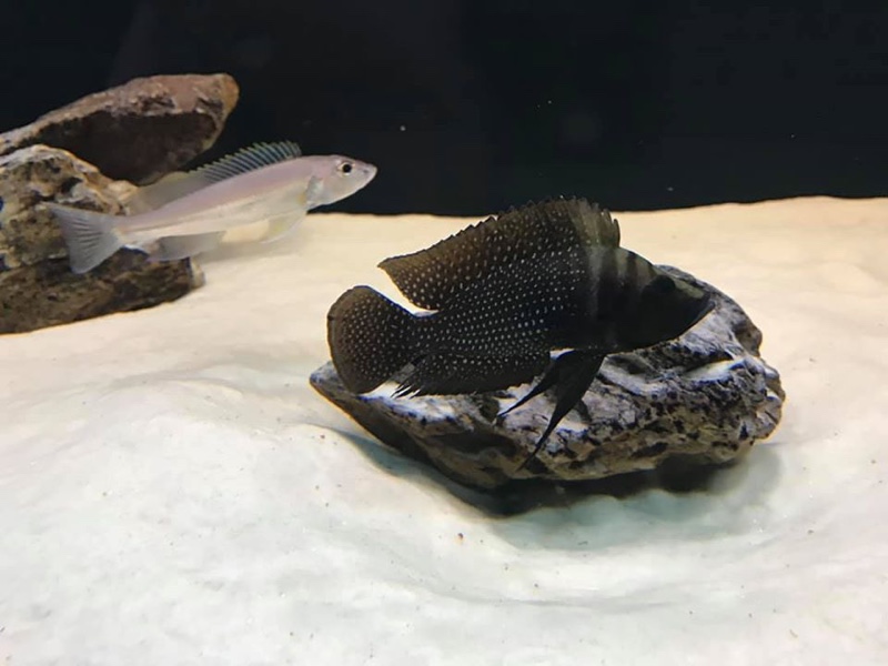 Altolamprologus calvus 'Lupota' (Black)